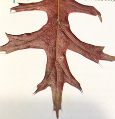 Quercus