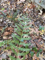 Osmundastrum cinnamomeum