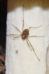 Platybunus pinetorum