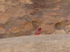 Carpodacus synoicus