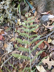 Osmundastrum cinnamomeum