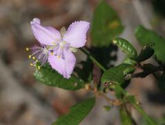 Callisia ornata
