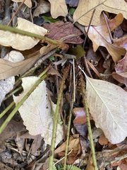 Osmundastrum cinnamomeum