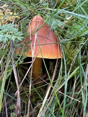 Hygrocybe punicea