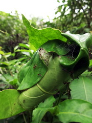 Oecophylla longinoda
