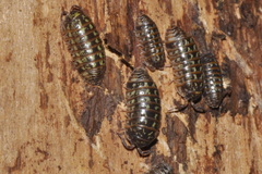 Armadillidium pictum