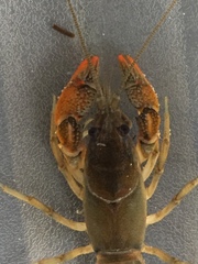 Lacunicambarus acanthura