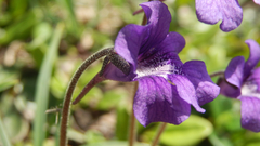 Pinguicula grandiflora