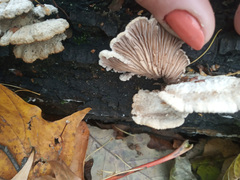Schizophyllum commune
