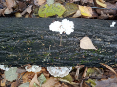 Schizophyllum commune