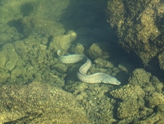 Gymnothorax pictus