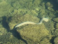 Gymnothorax pictus