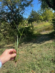 Echinochloa crus-galli