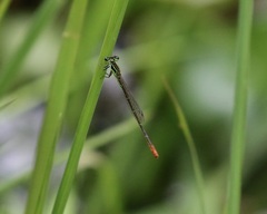 Agriocnemis gratiosa
