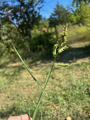 Echinochloa crus-galli