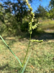 Echinochloa crus-galli