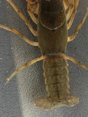 Lacunicambarus acanthura