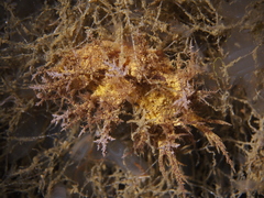 Dendronotus europaeus