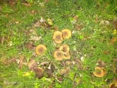 Craterellus tubaeformis