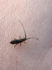 Pogonognathellus longicornis