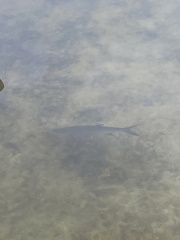 Megalops atlanticus