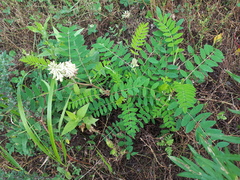 Astragalus schelichowii