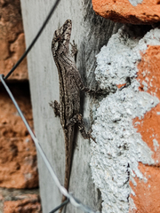 Anolis unilobatus