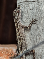 Anolis unilobatus