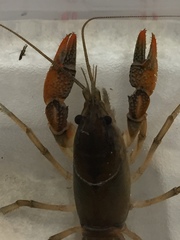 Lacunicambarus acanthura