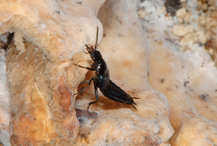 Philonthus caeruleipennis