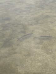 Megalops atlanticus