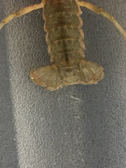 Lacunicambarus acanthura