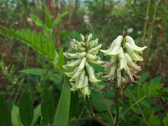 Astragalus schelichowii