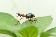 Cylas formicarius
