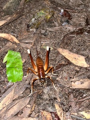 Penalva flavocalceata