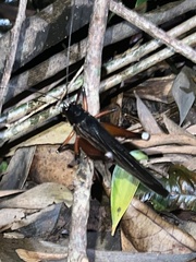 Penalva flavocalceata