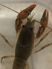 Lacunicambarus acanthura