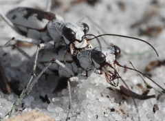 Ellipsoptera hirtilabris