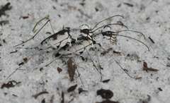 Ellipsoptera hirtilabris