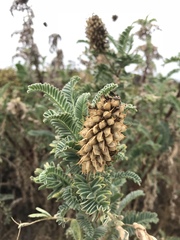 Astragalus pycnostachyus