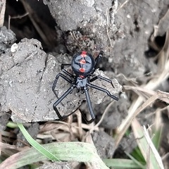 Latrodectus
