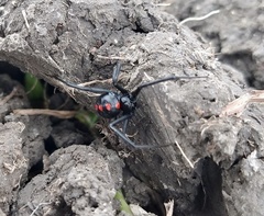 Latrodectus