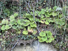 Petasites