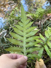 Woodwardia areolata