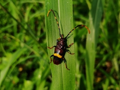 Trachyderes elegans