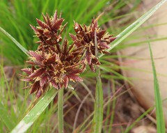 Cyperus marginatus