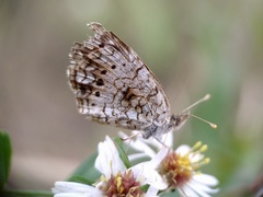 Phyciodes phaon
