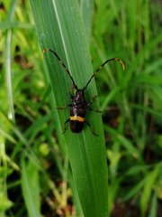 Trachyderes elegans