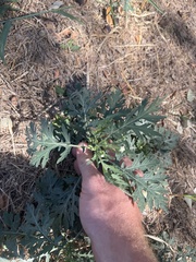 Parthenium hysterophorus