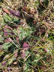 Pilosella aurantiaca